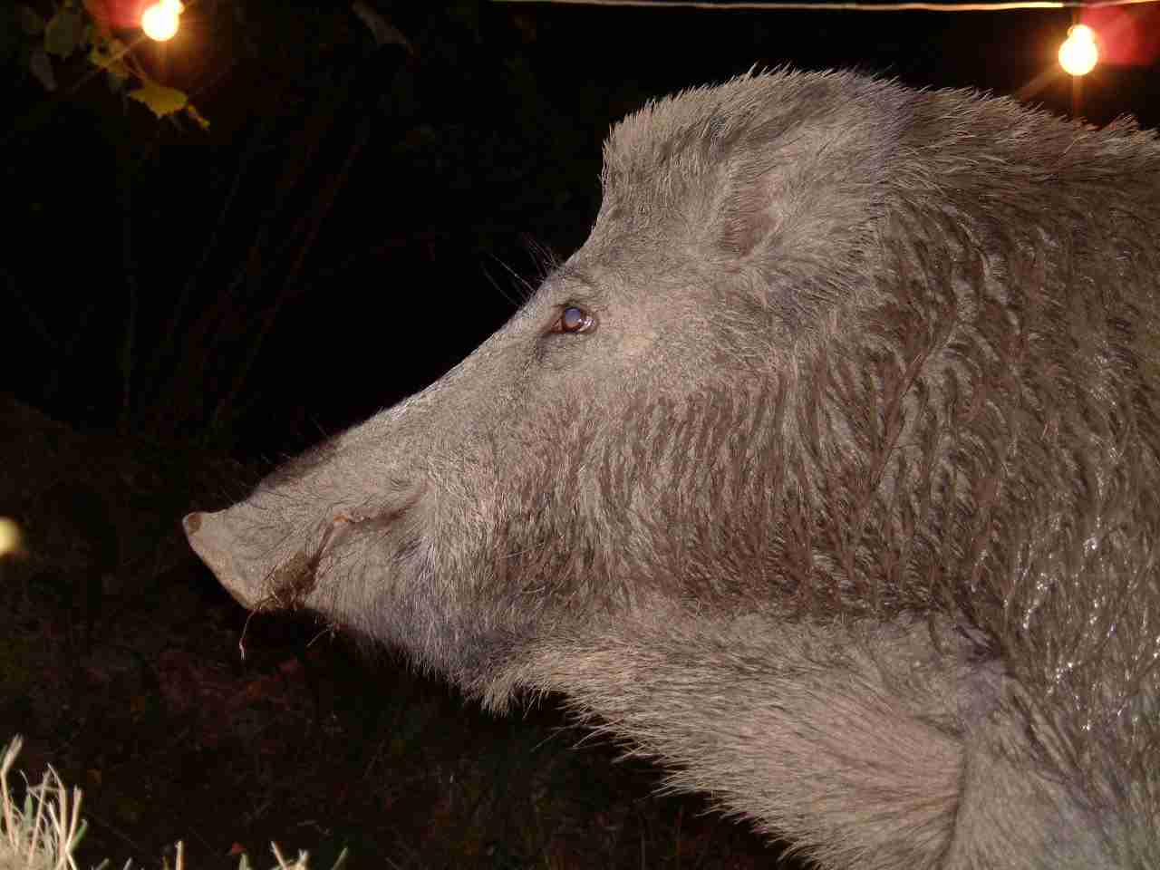  Image name: DSCF0042.JPG 
 width: 1280 pixel 
 height: 960 pixel 
 Size: 63519 bytes 
 Click to enlarge 